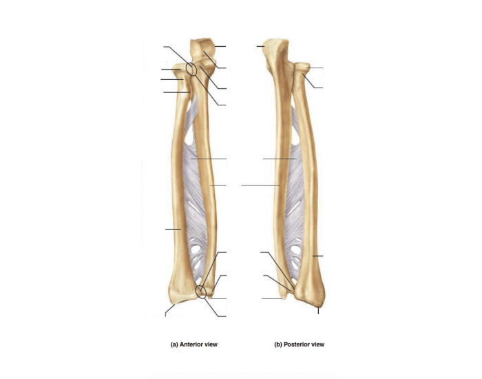 Radius & Ulna Labeling — Printable Worksheet