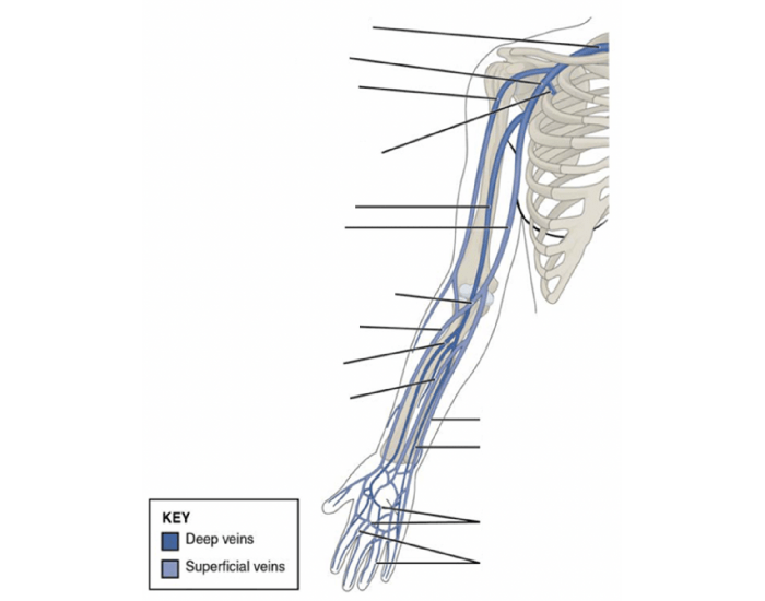 Veins Draining into the Superior Vena Cava Quiz