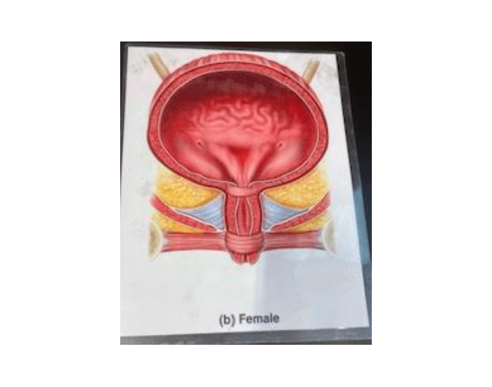 Bladder Game bladder Quiz