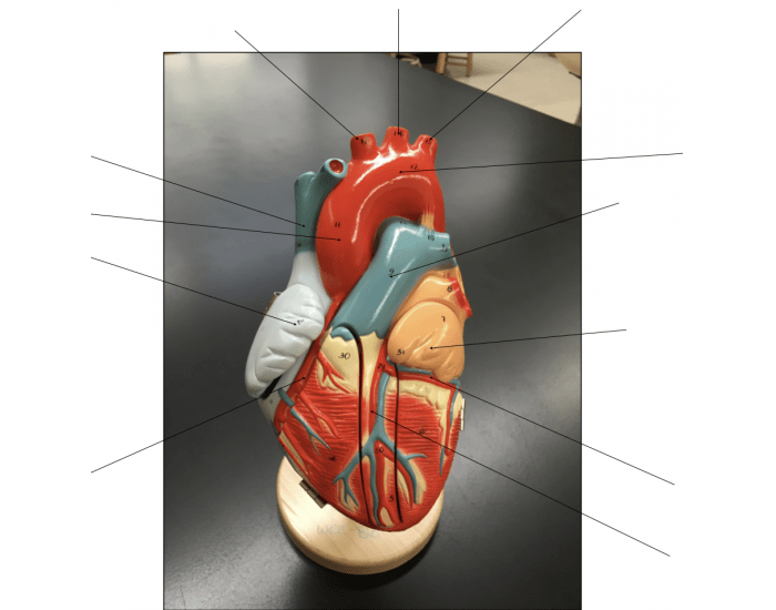 heart-model-quiz