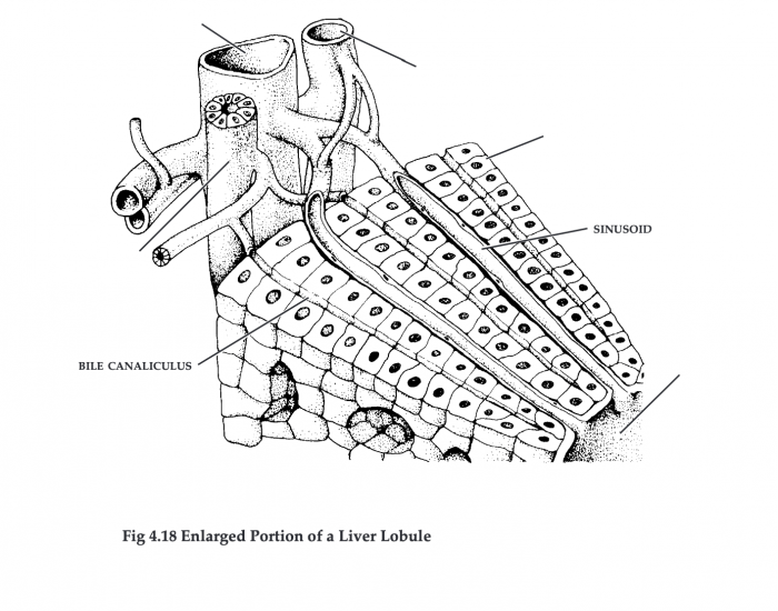 enlarged portion of a liver lobule Quiz Biology Diagrams