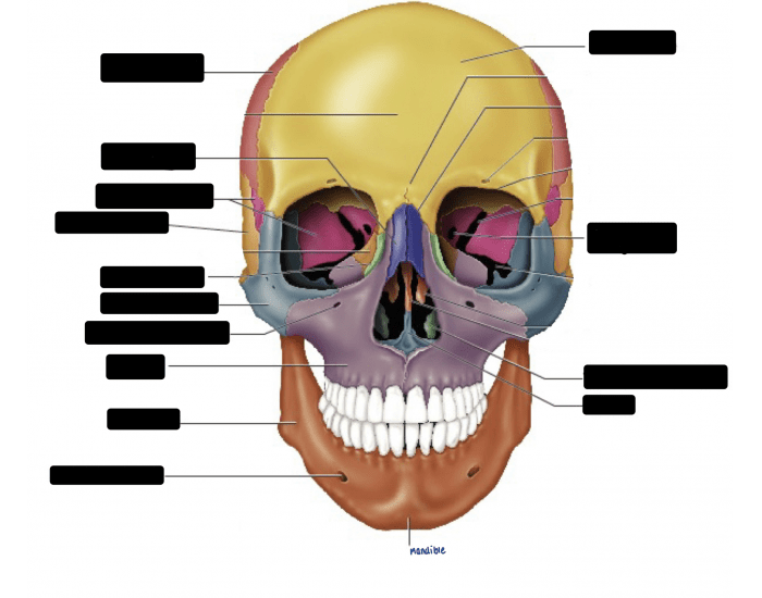 Anterior Cranial Bones Quiz Anterior Cranial Bones Quiz