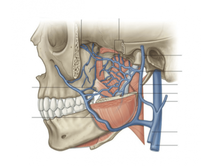 Pterygoid plexus Quiz