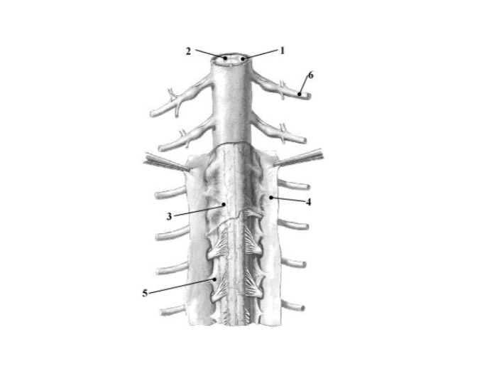 Spinal Column Point Spinal Column 2 Quiz