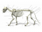 Vererinary Cat Skeleton