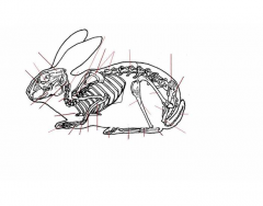 Veterinary Rabbit Skeleton