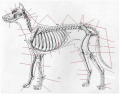 Veterinary dog skeleton