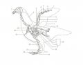 Veterianry Bird Skeleton