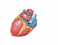 Superficial Heart- Posterior View