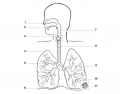Take A Deep Breath Respiratory Quiz