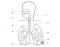 Respiratory Rhythms (Functions)