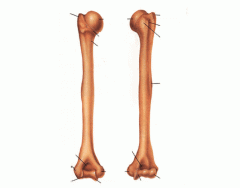 humerus labeling quiz