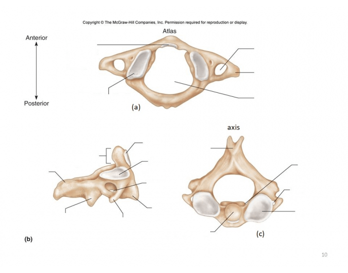 Atlas And Axis Rotation Ch. 7: Skeleton - Vertebrae: Axis and Atlas Quiz