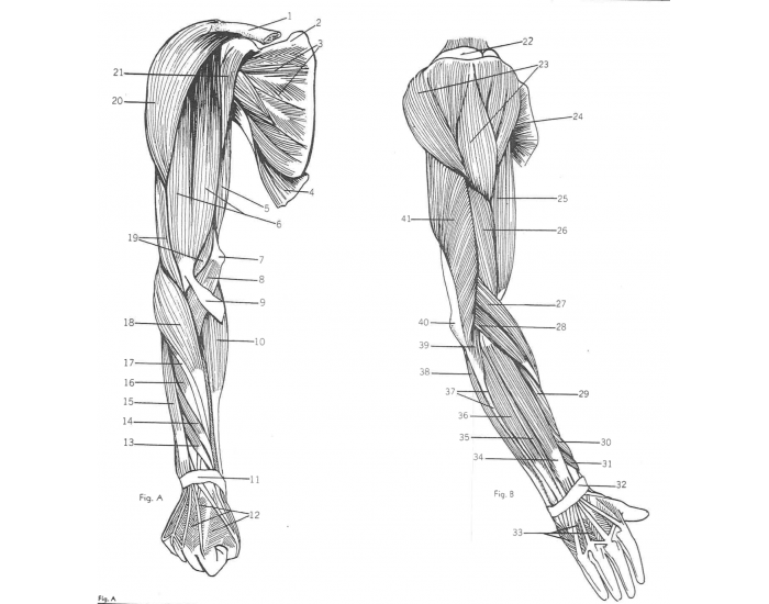 arm muscle labeling Quiz