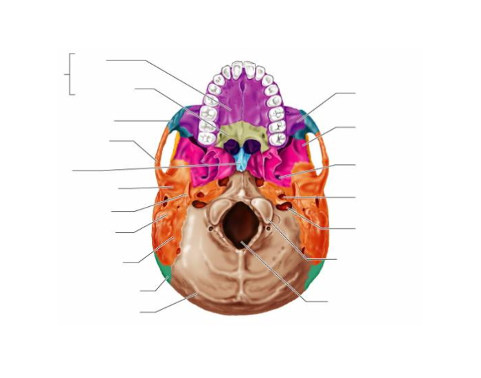 human skull, interior view Quiz