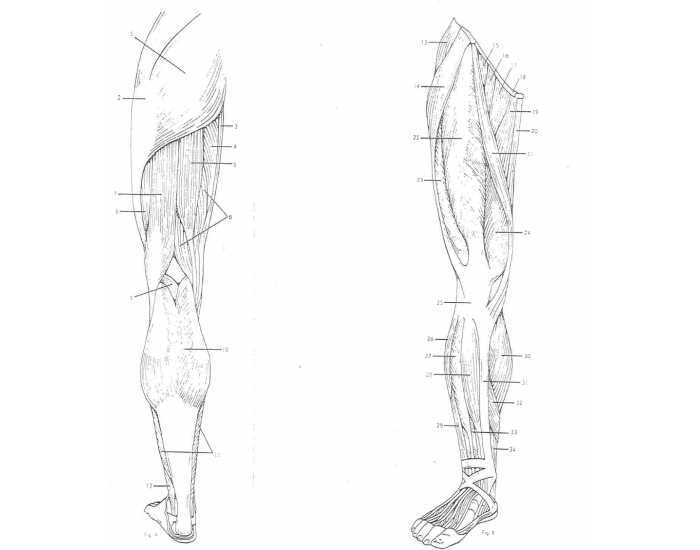 Leg Back Labelling leg labeling sheet Quiz