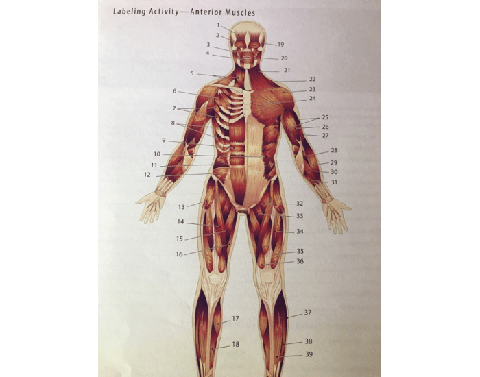 Muscle Quiz