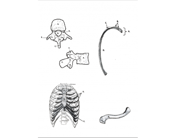 Anatomy: Sternum, Ribs, and Vertebrae — Printable Worksheet