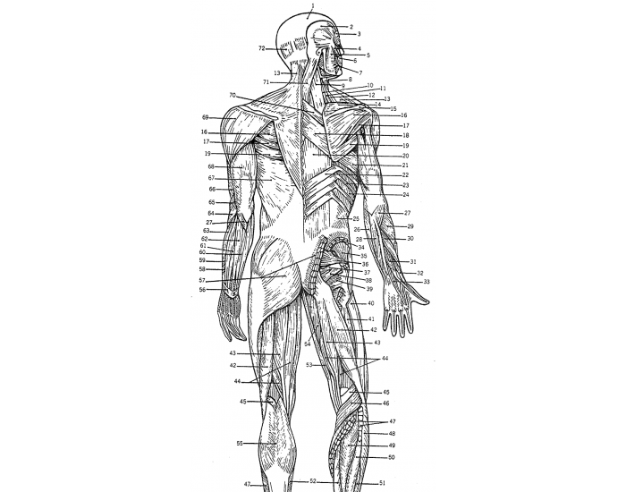 posterior muscle label Quiz