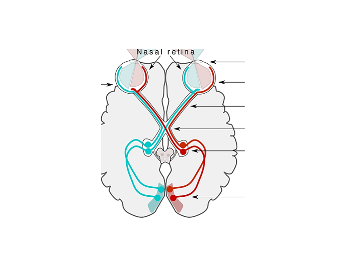 Visual Pathways Quiz