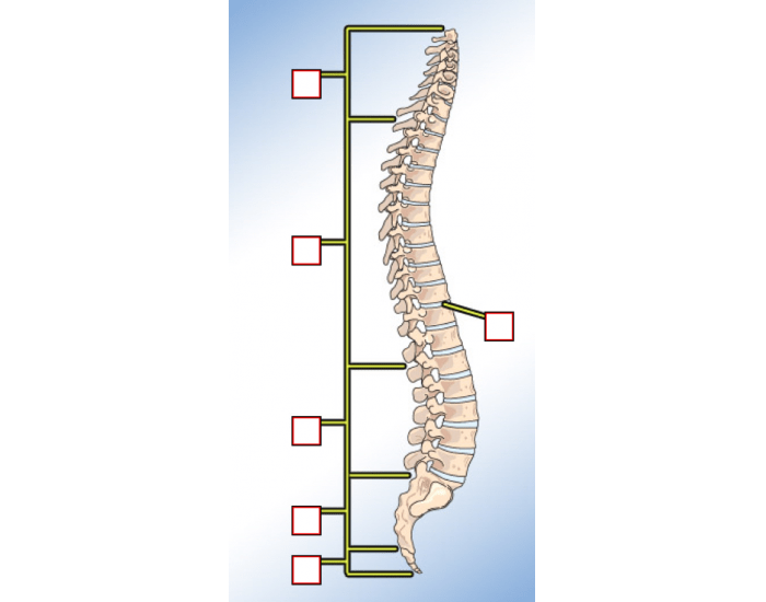 Label bones of Spinal Column — Printable Worksheet