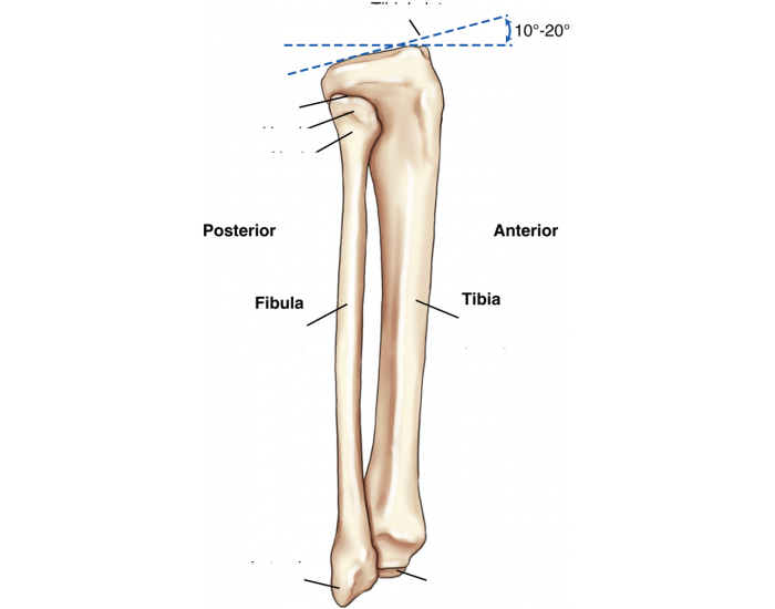 Tibia and Fibula- lateral view — Printable Worksheet