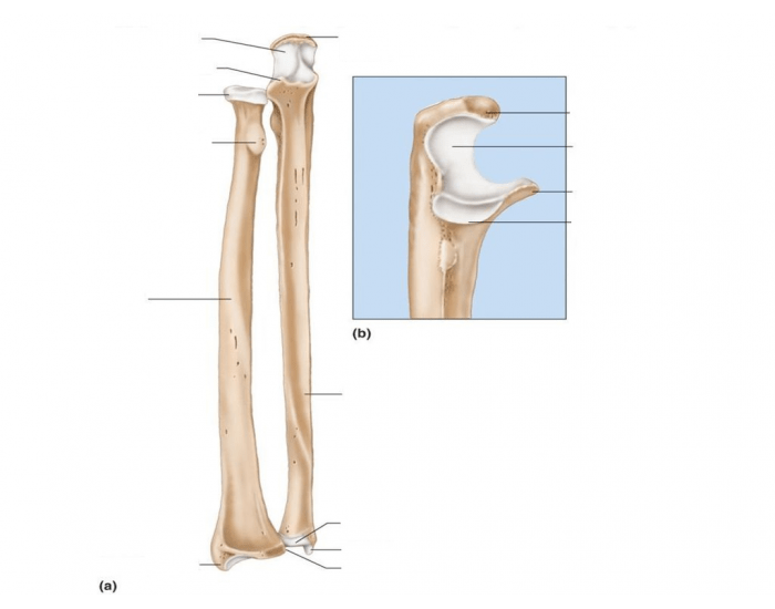 Ch. 7: Skeleton - Radius and Ulna Quiz