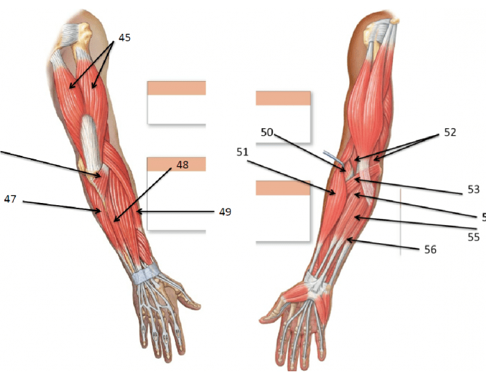 arm labeling Quiz