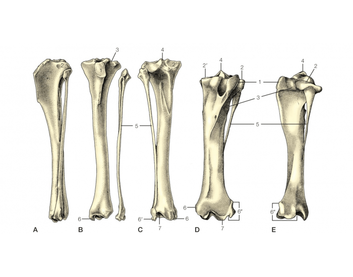 Kościec podudzia Quiz