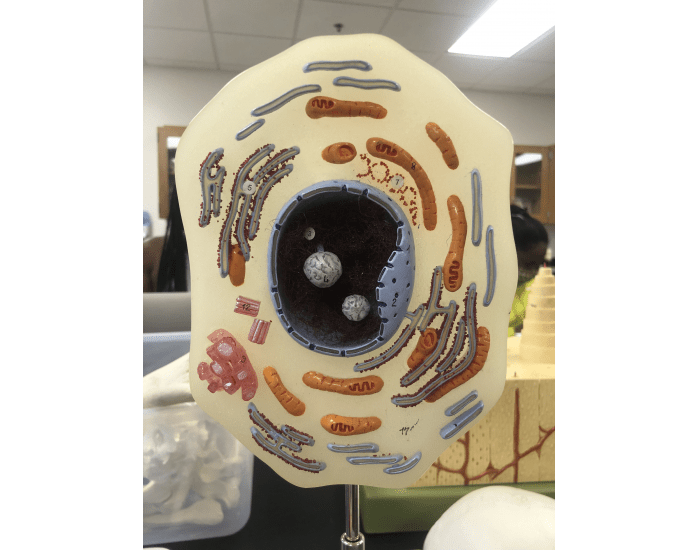 Animal Cell Lab Exam Model Practice Quiz