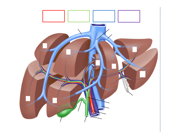 Liver Anatomy DMS Printable Worksheet