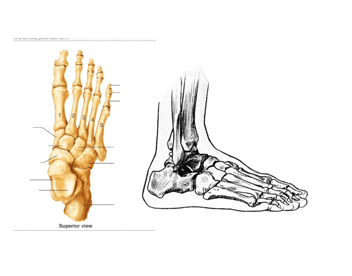 Side Foot Move right foot superior veiw, outer side — Printable Worksheet