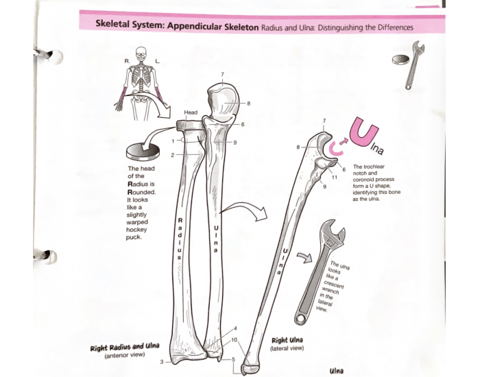 Radius With Labels Label radius and ulna bio 201 Quiz