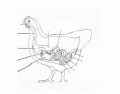Poultry Digestive System