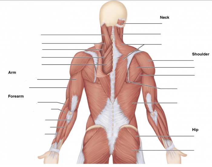 back muscles Quiz