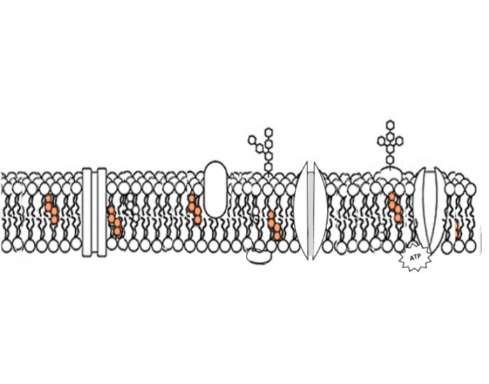Cell Membrane Structure Quiz Cell membrane structure quiz