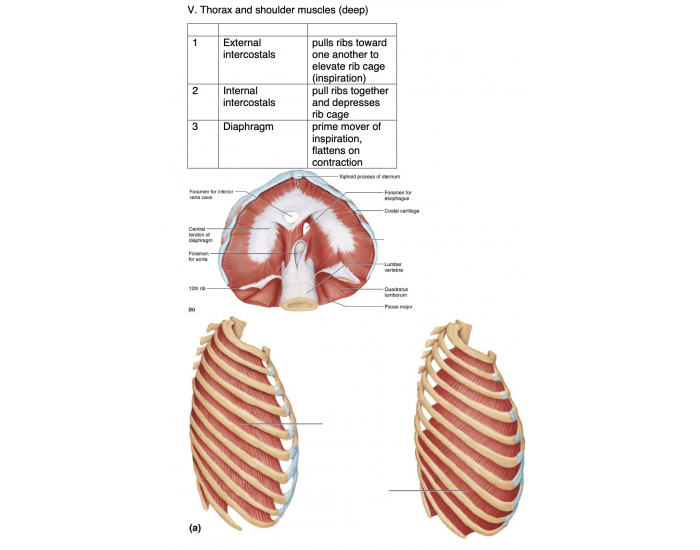 Deep Trunk Thorax and Shoulder Muscles Deep (Trunk) Quiz