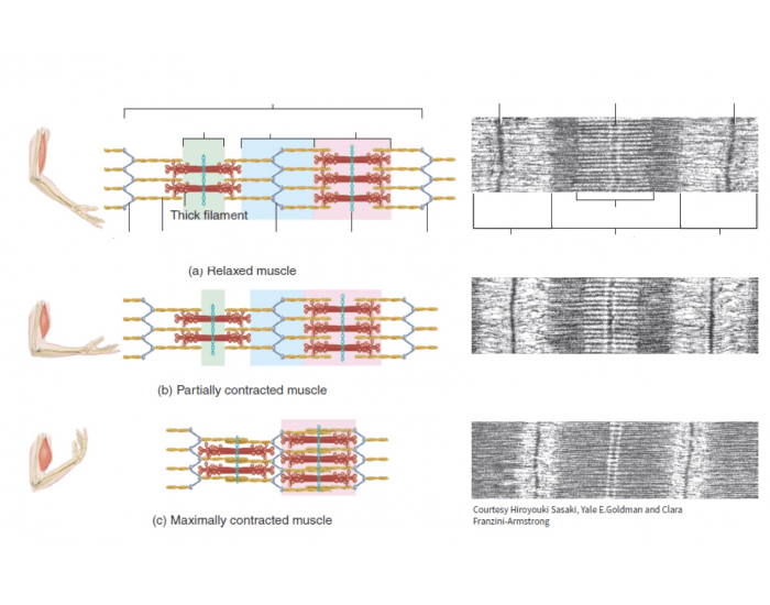 Contracted Relaxed and contracted sarcomere Quiz