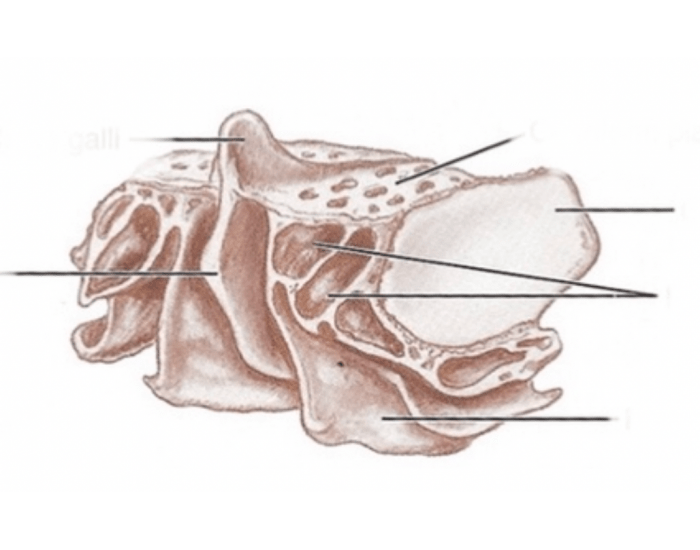 oblique-anterior-view-of-the-ethmoid-bone-printable-worksheet