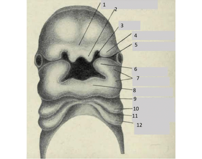 Embryological Development of Face Quiz