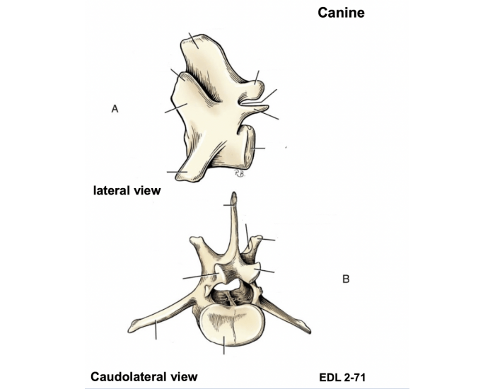 Canine Sacrum Printable Worksheet