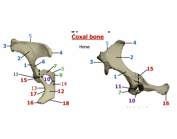 Canine Sacrum Printable Worksheet