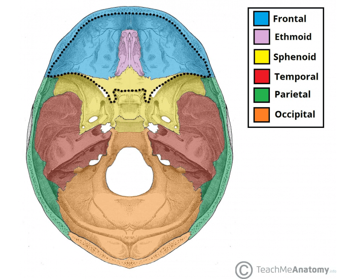 Base Anatomy Example Internal Cranial base Anatomy Quiz