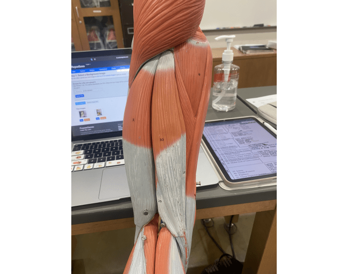 hamstring — Printable Worksheet