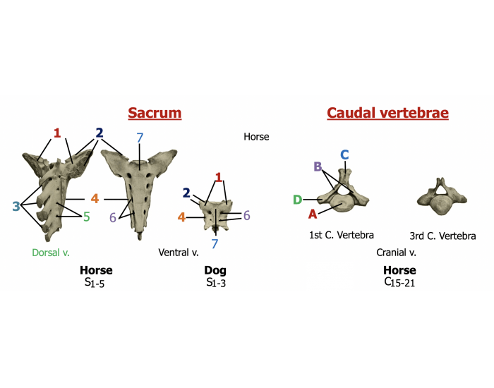 Canine Sacrum Printable Worksheet
