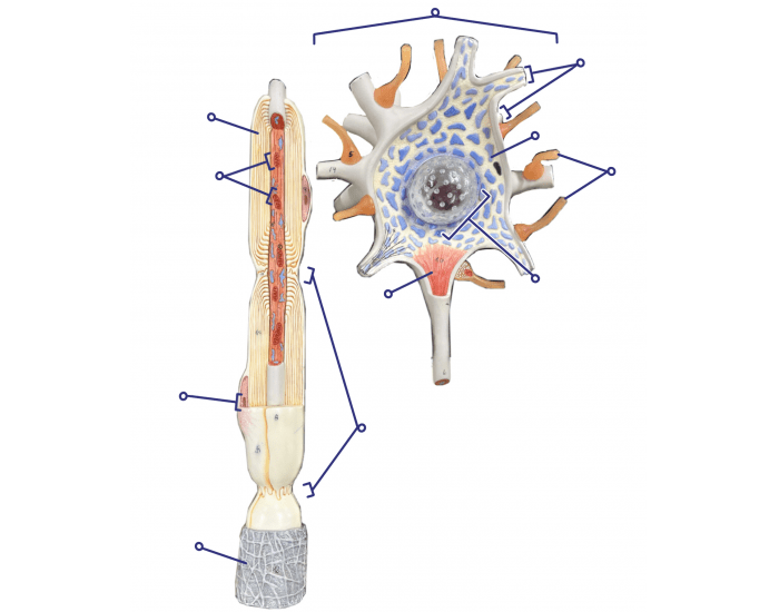 Neuron Model Labeling Quiz