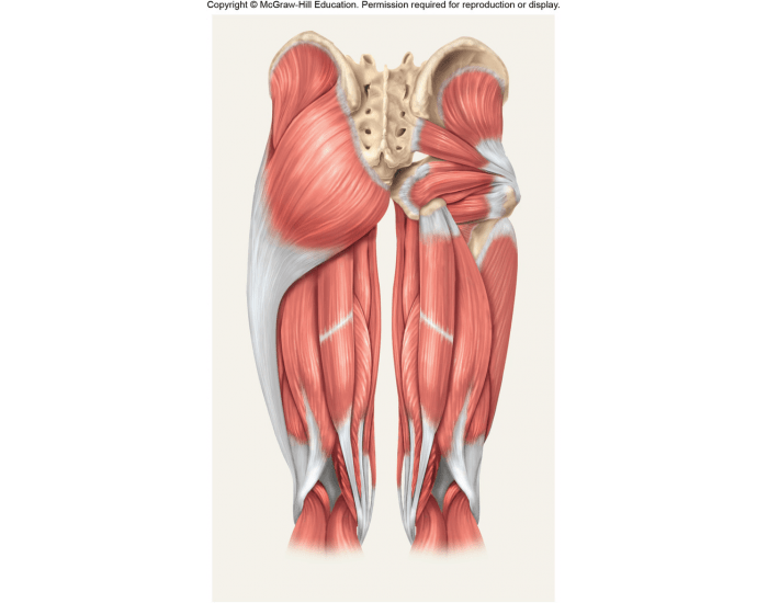 Hamstring Muscle Real Example Hamstring and Glute Anatomy Quiz