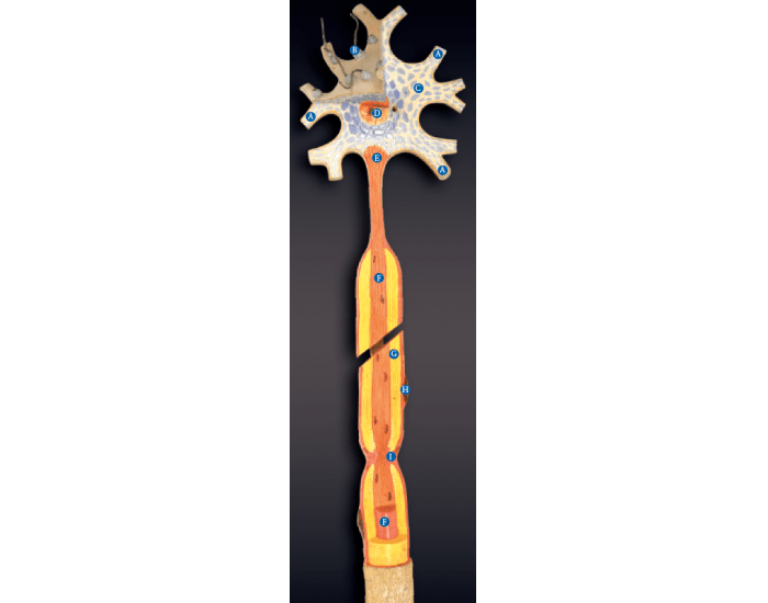 Blue Neuron Model Key Neuron model labeling Quiz