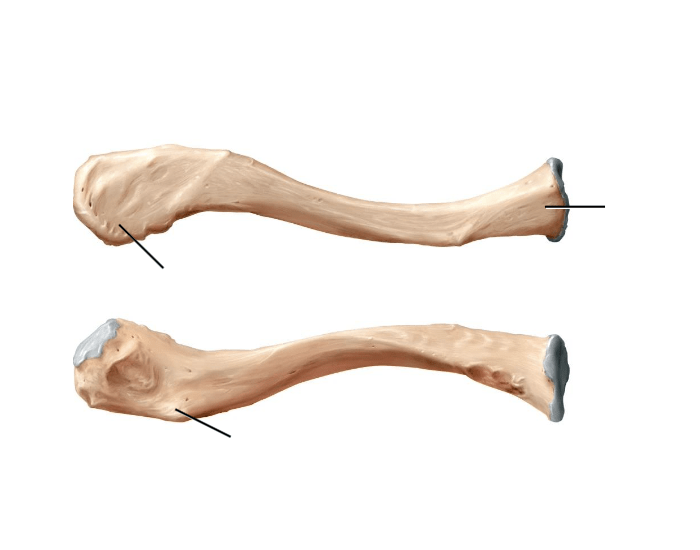 Clavicle Bone Labeling Udskrivbart Arbejdsark clavicle-bone-labeling-udskrivbart-arbejdsark