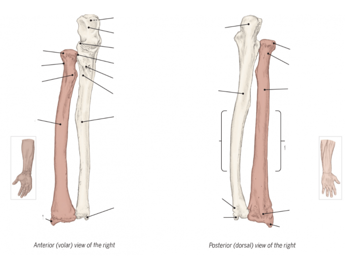Anterior and Posterior of Radius and Ulna — Printable Worksheet